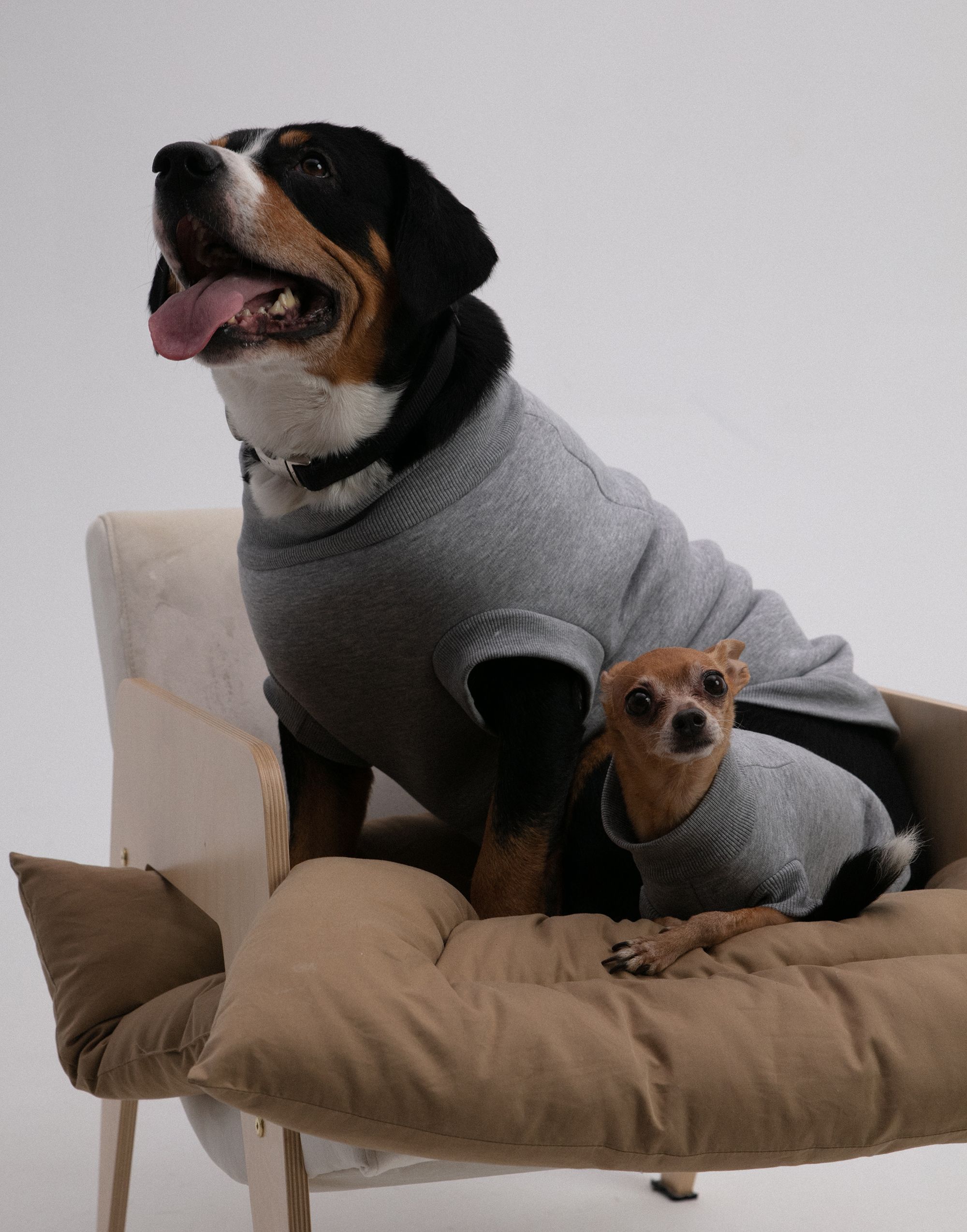 Одежда для собак своими руками: выкройки